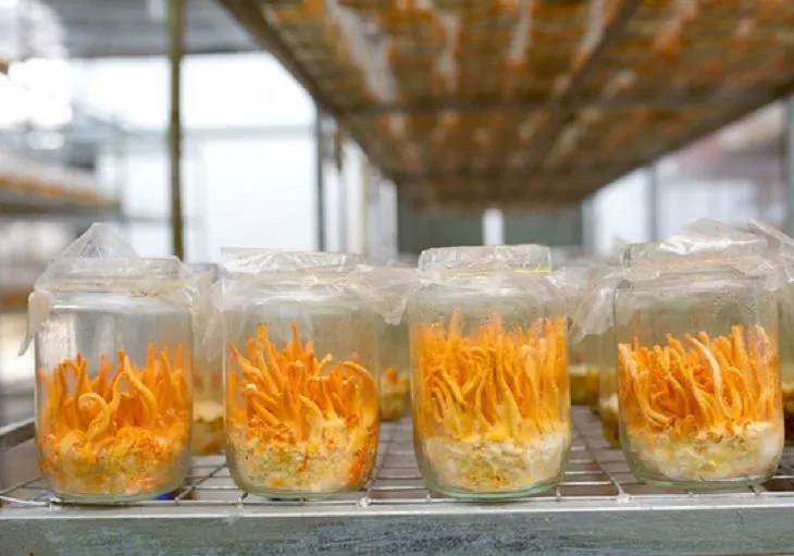 Các lọ cơ chất đang trong quá trình nuôi cấy đông trùng hạ thảo trong phòng thí nghiệm.