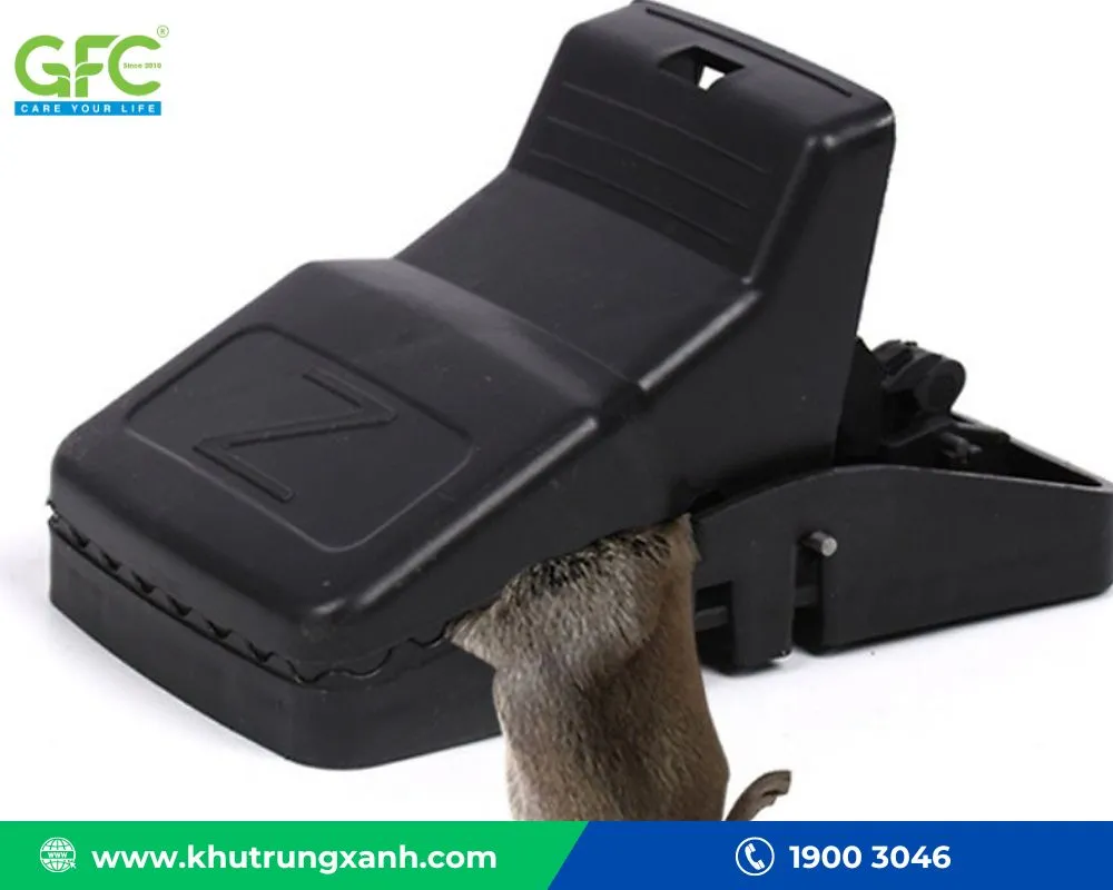 Các loại bẫy truyền thống được sử dụng để bắt hoặc tiêu diệt chuột chù