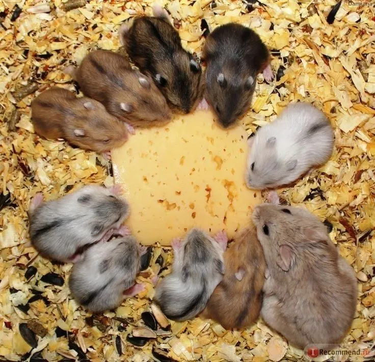 Các loài chuột hamster lùn và Syrian Hamster phổ biến, cần môi trường sống phù hợp