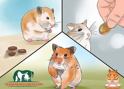 Các loại hạt và ngũ cốc bổ sung dinh dưỡng, giúp chuột Hamster mài mòn răng.