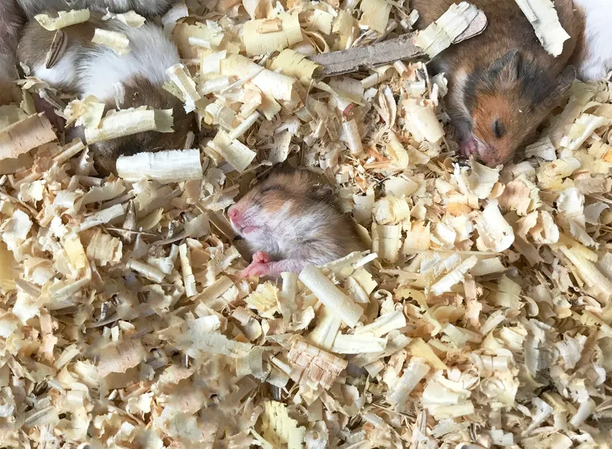 Các loại mùn cưa chuyên dụng được sử dụng để lót chuồng Hamster