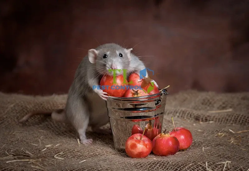 Các loại ngũ cốc và hạt là thực phẩm ưa thích của chuột nhắt