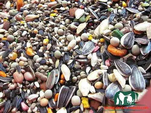 Các loại thức ăn hỗn hợp hạt cứng, rau củ cần thiết cho chuột Hamster.