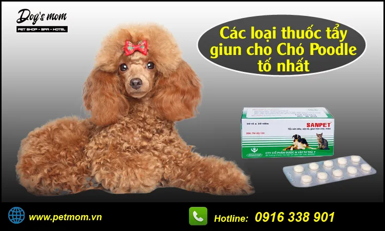 Các loại thuốc tẩy giun phổ biến cho chó Poodle, cần tuân thủ liều lượng