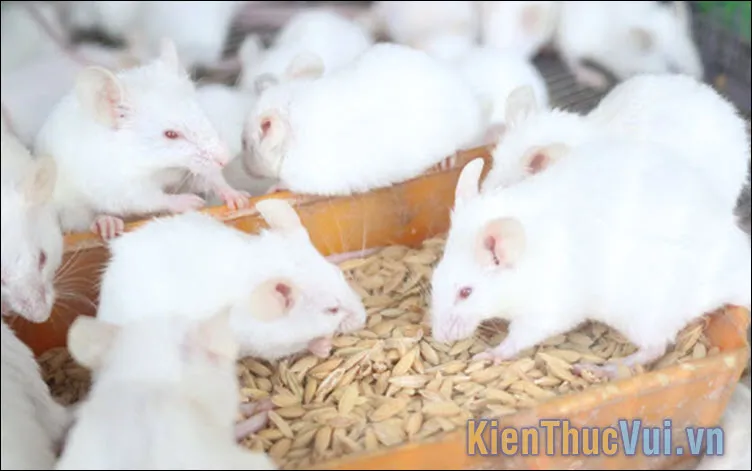 Các lưu ý quan trọng khi quản lý khẩu phần ăn và vệ sinh cho chuột bạch