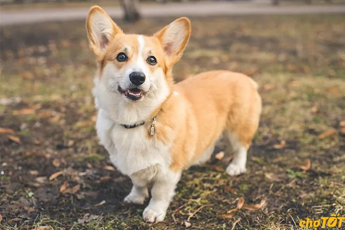 Các lưu ý quan trọng về hình dáng, sức khỏe và giấy tờ khi quyết định mua chó Corgi