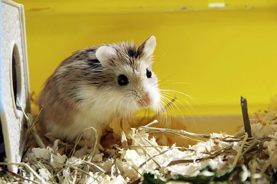 Các lưu ý quan trọng về vệ sinh chuồng nuôi để phòng ngừa chuột hamster bị ngứa tái phát