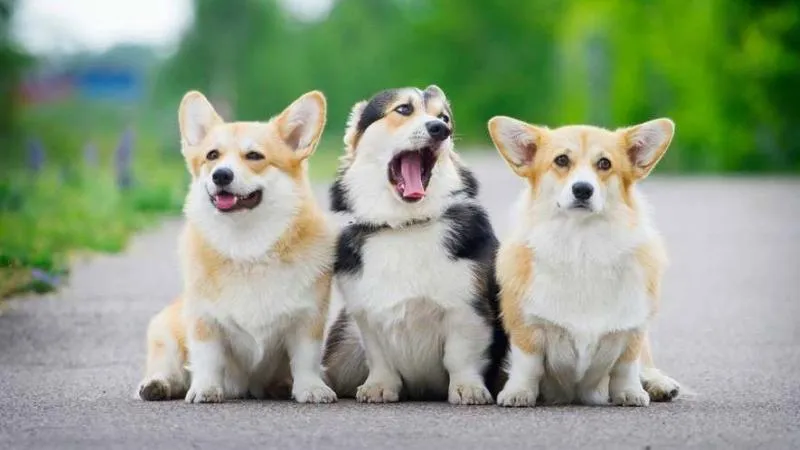 Các màu lông Corgi phổ biến, bao gồm đỏ, sable và vện