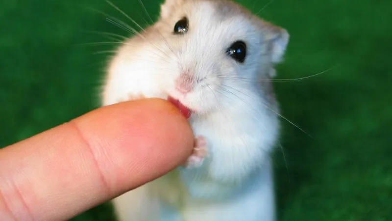 Các nguyên nhân khiến chuột hamster cắn do hoảng sợ hoặc nhầm lẫn thức ăn.