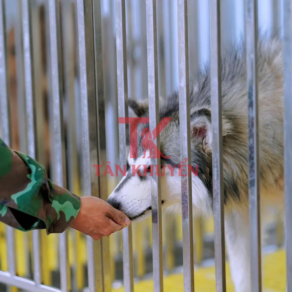 Chó Husky Trưởng Thành: Hướng Dẫn Toàn Diện Về Giá, Đặc Điểm Và Kinh Nghiệm Chọn Mua