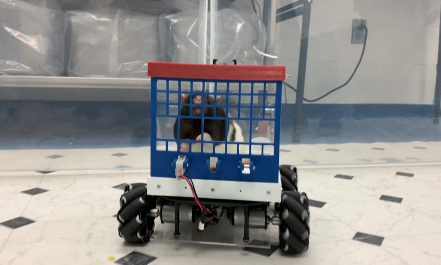 Chuột Hamster Giá Sỉ: Cẩm Nang Nhập Hàng Và Chiến Lược Kinh Doanh Hiệu Quả