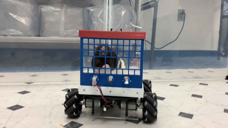 Chuột Hamster Giá Sỉ: Cẩm Nang Nhập Hàng Và Chiến Lược Kinh Doanh Hiệu Quả