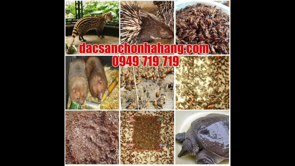 Các sản phẩm đặc sản từ dúi và các loại thú nuôi khác được kinh doanh tại cơ sở