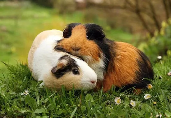 cac thong tin ve chuot lang