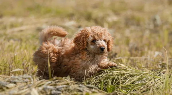 Các thực phẩm cấm kỵ và không nên cho chó poodle ăn để bảo vệ hệ tiêu hóa