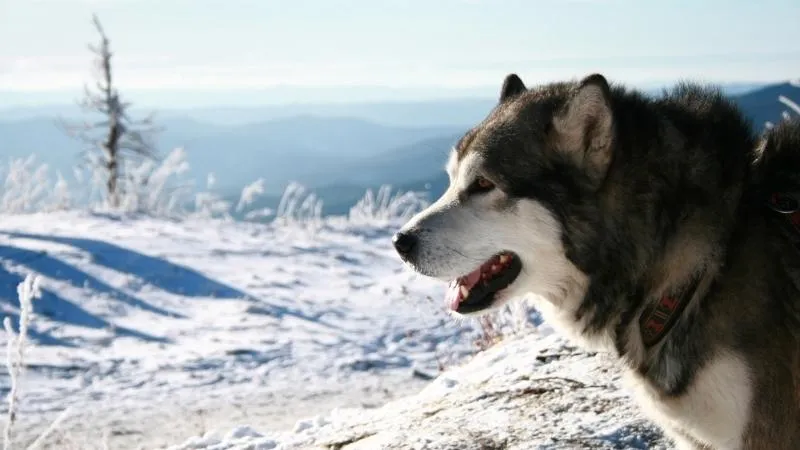 Các vấn đề sức khỏe thường gặp ở chó Alaska Malamute cần được quan tâm