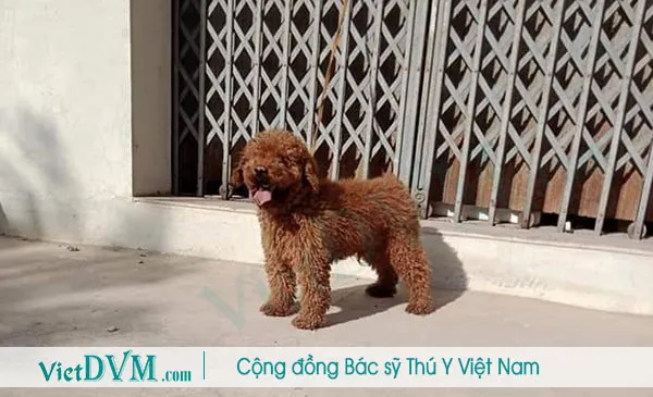 Các yếu tố di truyền và môi trường ảnh hưởng đến việc chó poodle đen bị bạc lông