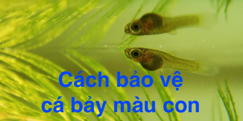 Cách Nuôi Cá Bảy Màu Đẻ Nhiều Và Bảo Vệ Cá Con Khỏe Mạnh