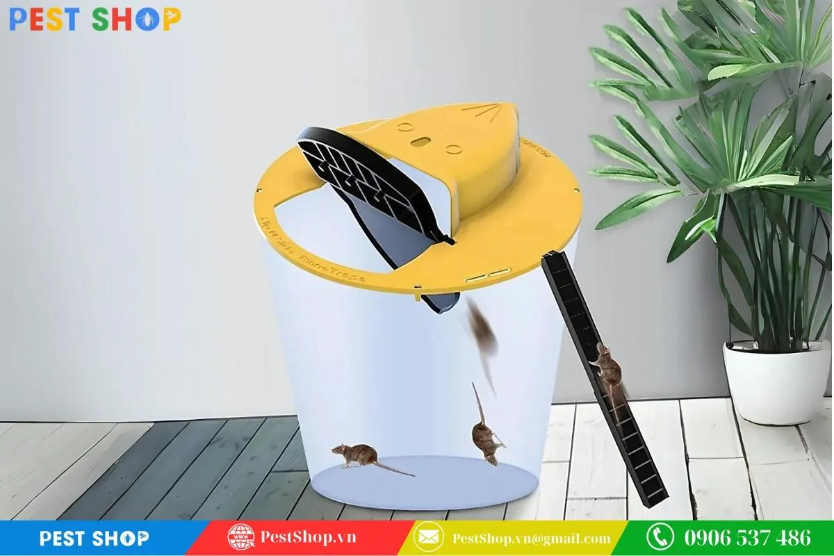 Cách bẫy chuột đơn giản tại nhà bằng thùng sơn thông minh tự chế