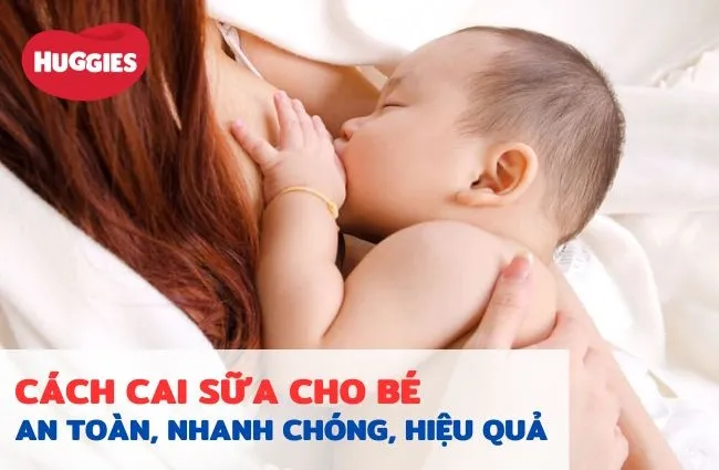 Cách Nuôi Bê Con Khoa Học Từ Sơ Sinh Đến Cai Sữa