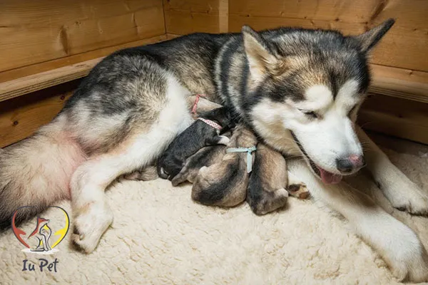 Cách chăm sóc chó Alaska mẹ sau khi phối giống để đảm bảo sức khỏe