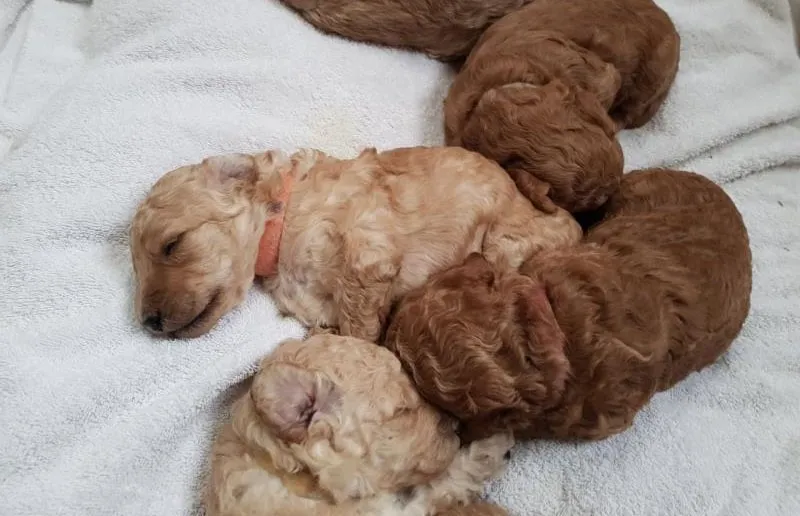 Cách chăm sóc chó Poodle mới đẻ đảm bảo không gian ấm áp