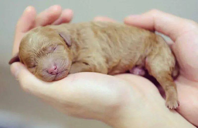 Cách chăm sóc chó Poodle mới đẻ và đảm bảo chó con bú đủ sữa mẹ