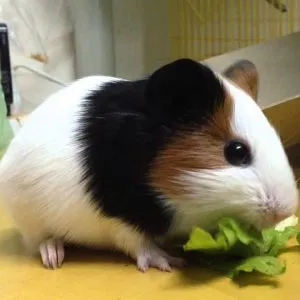 Cách chăm sóc chuột lang Guinea Pig lớn tuổi, kinh nghiệm chuyên môn cần thiết