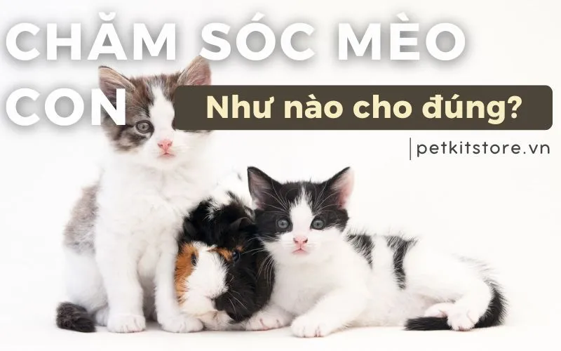 Cách Nuôi Con Sóc Cảnh Từ A Đến Z: Hướng Dẫn Chuyên Sâu