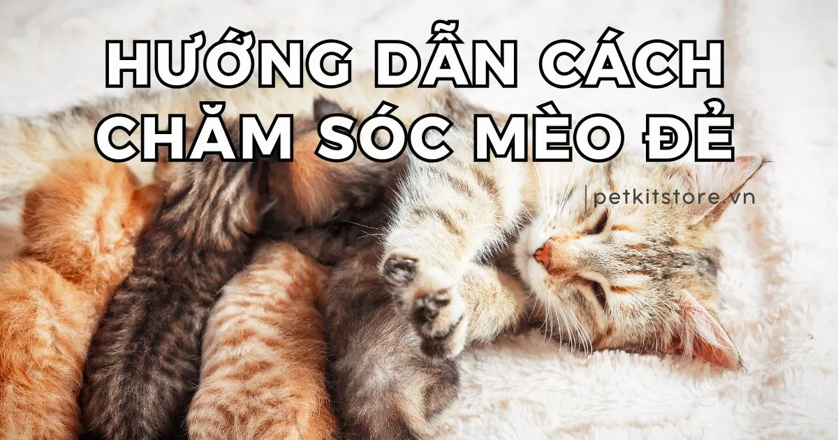 Chăm Sóc Chó Phú Quốc Con Mới Đẻ: Hướng Dẫn Chi Tiết A-Z Về Chăm Sóc Sơ Sinh