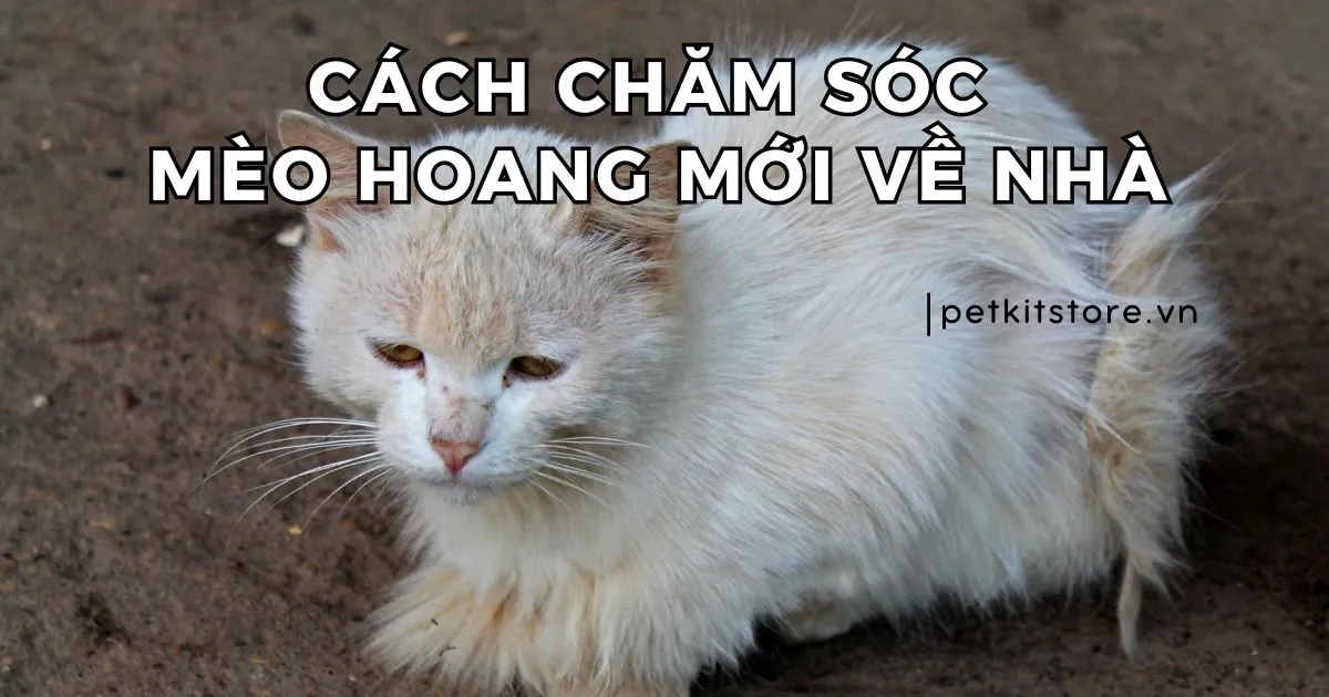 Cách Nuôi Mèo Mới Về Nhà: Hướng Dẫn Chi Tiết Để Mèo Thích Nghi Nhanh
