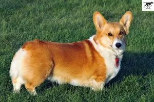 cách chăm sóc nuôi dưỡng chó Corgi PemBroken