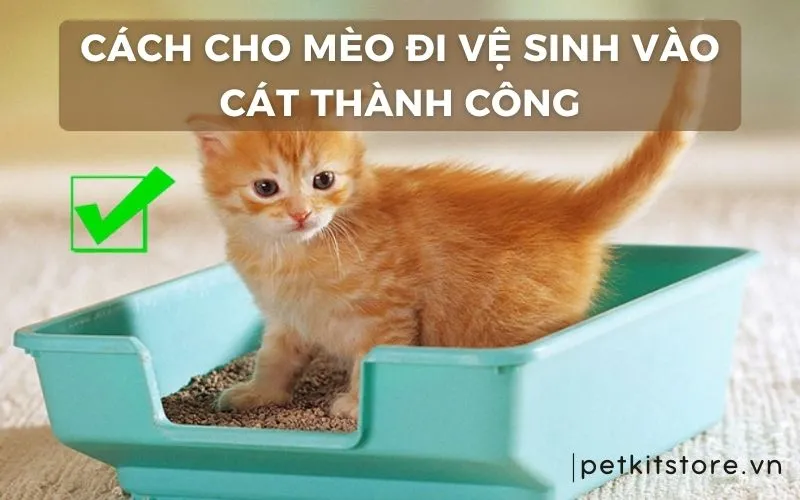 Cách Nuôi Dạy Mèo Khoa Học Và Chuyên Gia Cho Mọi Giống