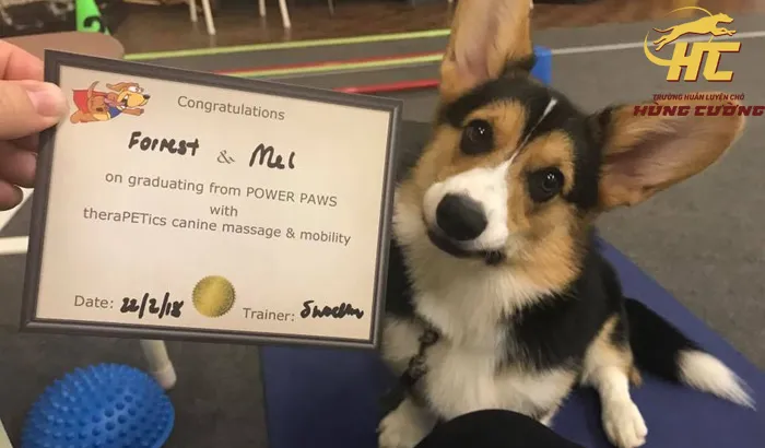 Cách chọn chó Corgi con khỏe mạnh, kiểm tra ngoại hình và phẩm chất trước khi quyết định mua