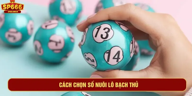 cach chon so nuoi lo bach thu dua tren phan tich du lieu thong ke