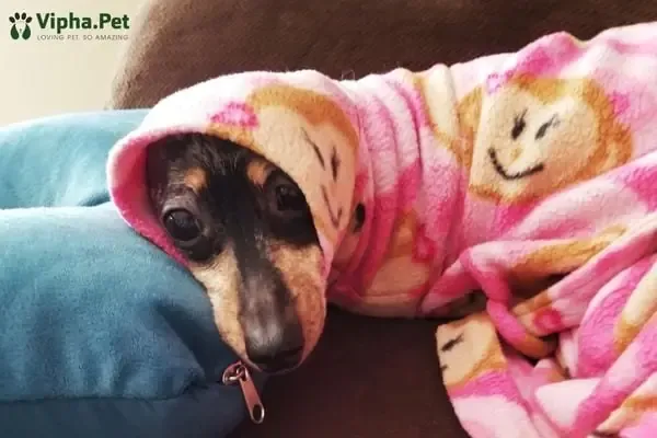 Chó con khỏe mạnh đang chơi đùa ngoài trời