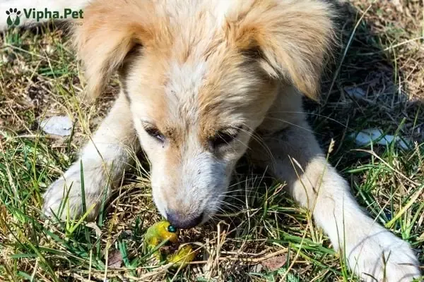 Chó con đang ăn thức ăn trộn thuốc tẩy giun