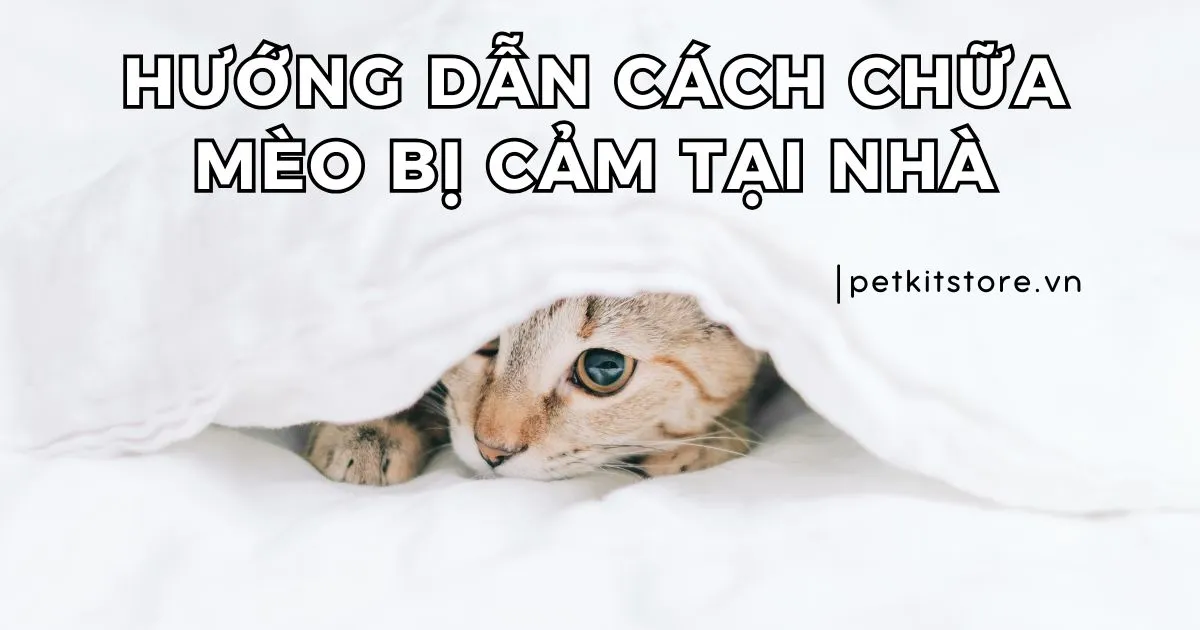 Hướng Dẫn Toàn Diện Về Thuốc Chữa Bệnh Ngoài Da Cho Chó Mèo