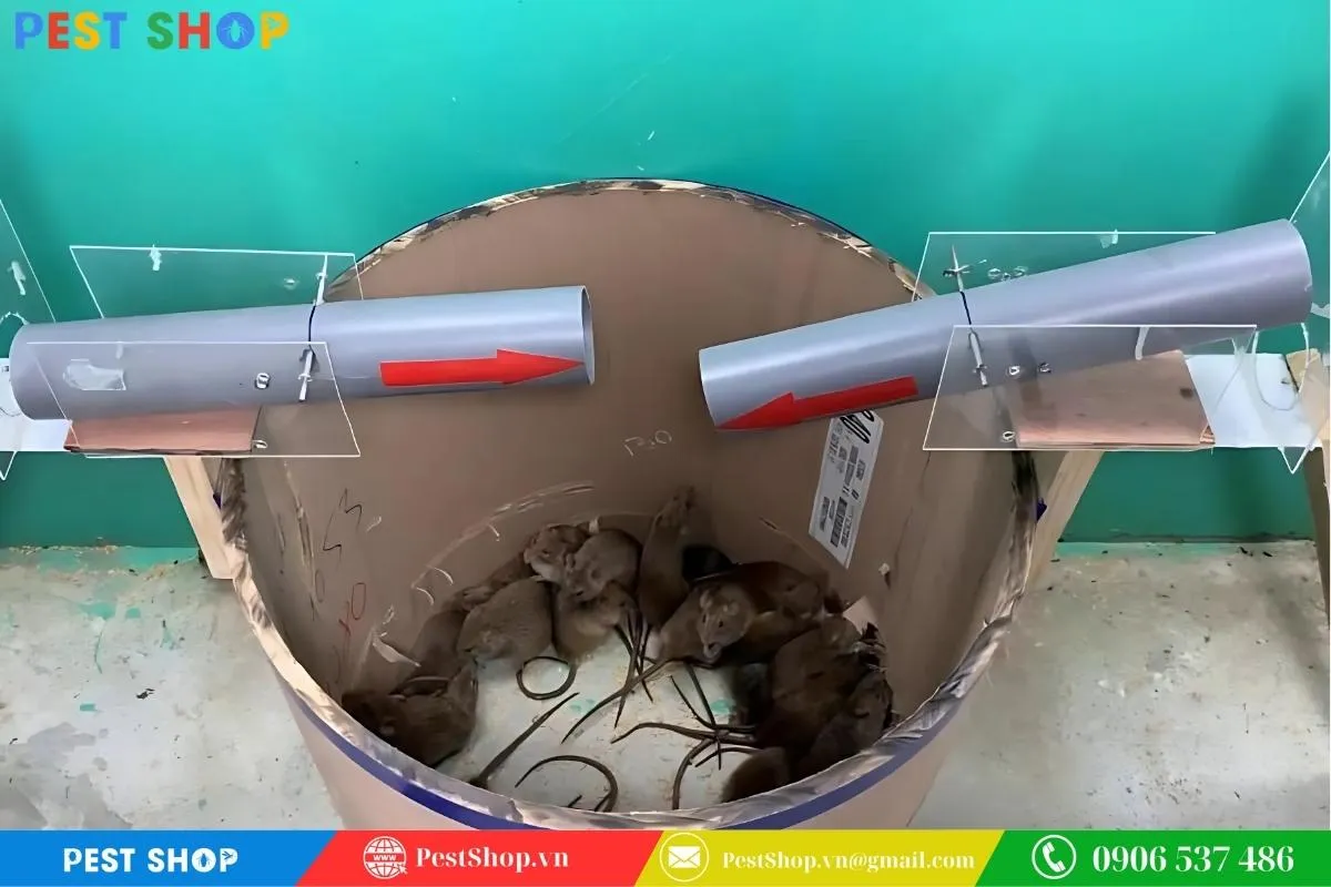 Cách đặt bẫy ống đòn bẩy