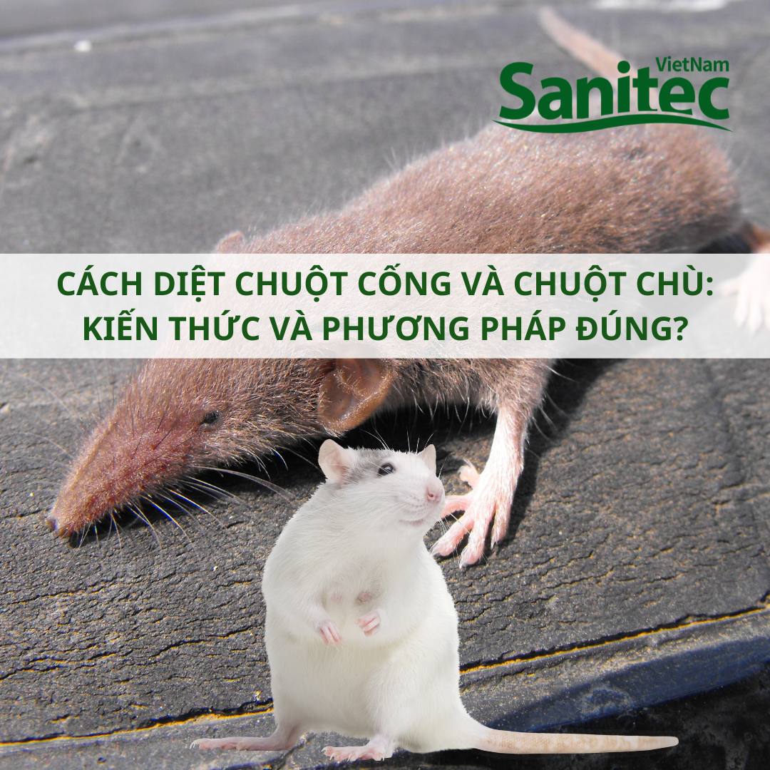Cách Diệt Chuột Chù Triệt Để Và An Toàn Tại Nhà