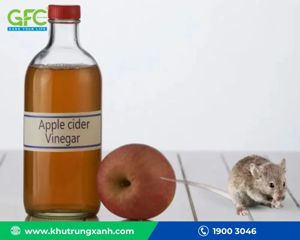 cách diệt chuột trong phòng trọ