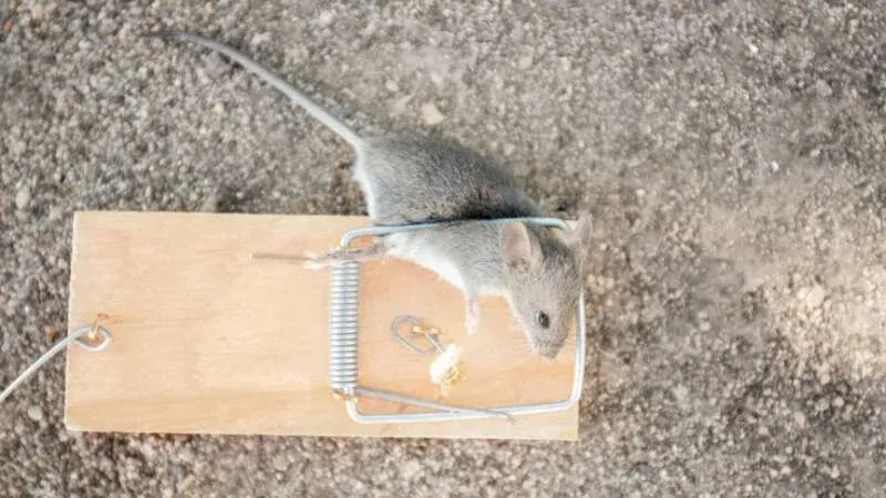 Cách dùng bẫy sập chuột truyền thống để diệt chuột hiệu quả