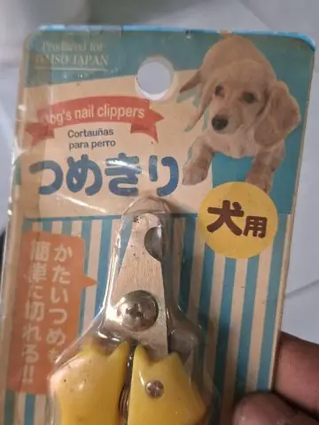 Hướng Dẫn Chi Tiết Cách Cắt Móng Chân Cho Chó An Toàn Tại Nhà