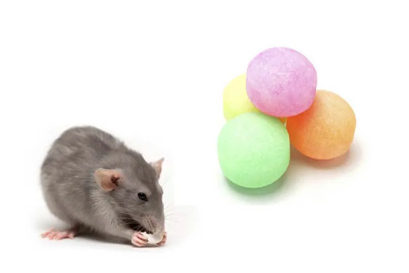 cách đuổi chuột ra khỏi nhà an toàn và hiệu quả