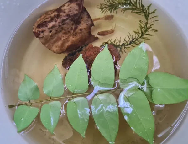 Cách Nuôi Cá Betta Sinh Sản Thành Công: Hướng Dẫn Chi Tiết Từ A Đến Z