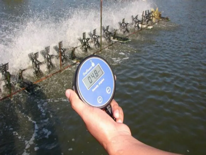 Cách Nuôi Lươn Có Bùn Đạt Năng Suất Và Lợi Nhuận Bền Vững