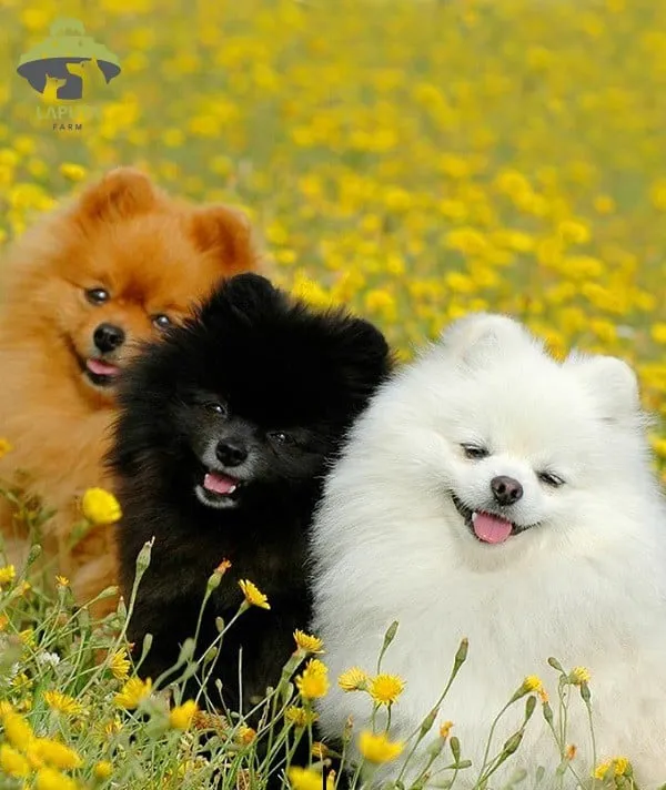 Cách huấn luyện chó Phốc Sóc