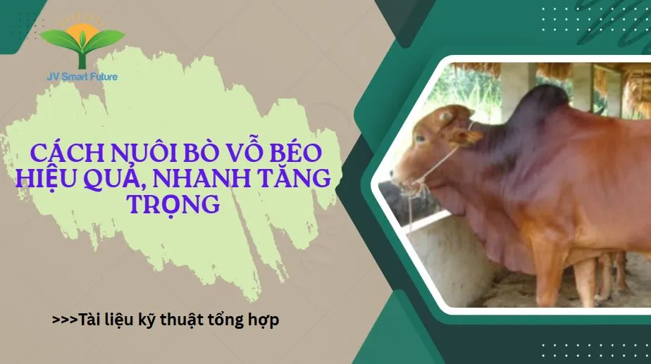 Cách Nuôi Bò Vỗ Béo Giúp Tăng Trọng Nhanh Và Đạt Hiệu Quả Kinh Tế