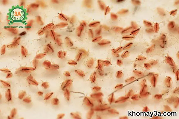 Hướng Dẫn Chi Tiết Cách Nuôi Bo Bo Cho Cá Cảnh Tại Nhà