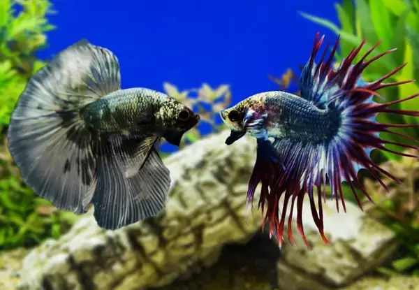 Nuôi Cá Betta Theo Đàn: Hướng Dẫn Chi Tiết Từ A-Z